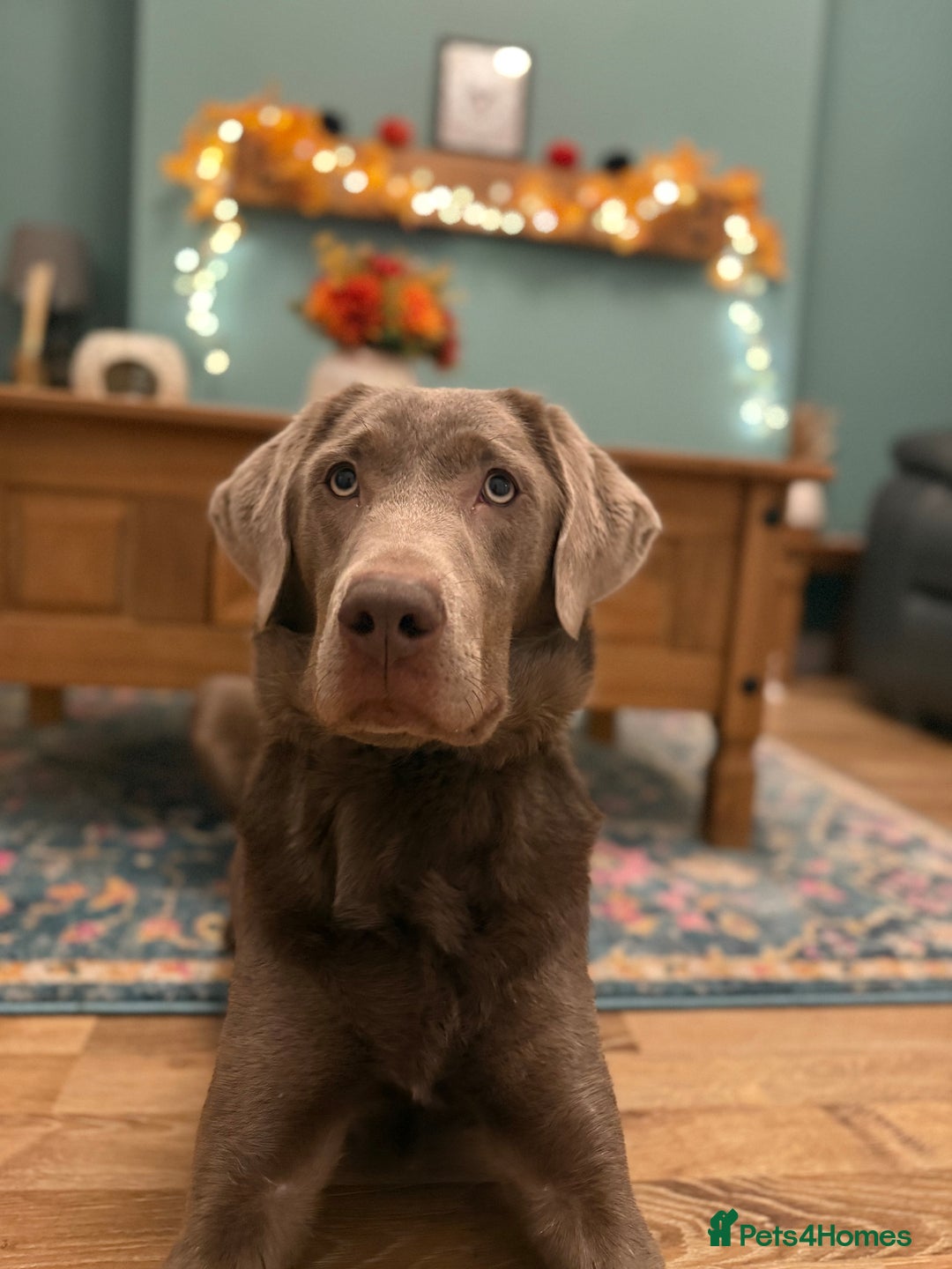 Labrador Retriever dogs for sale: Silver Bitch Labrador - Advert 1