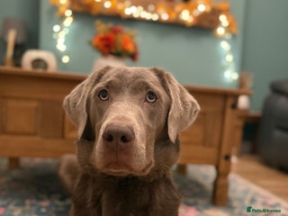 Labrador Retriever dogs Silver Bitch Labrador - Advert 1