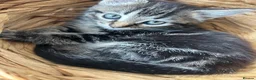 Mixed Breed cats for sale: Kittens for sale - Advert 10