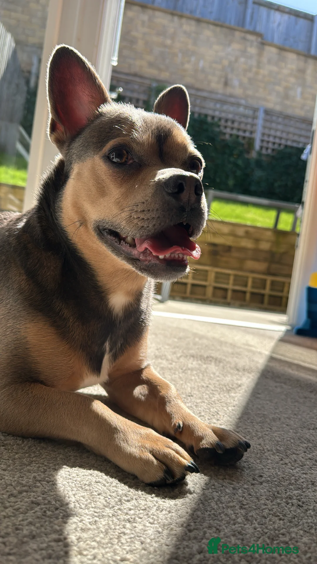 Mixed Breed dogs for sale: French Bulldog X Chihuahua - Ozzy - Advert 1