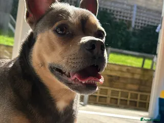 Mixed Breed dogs French Bulldog X Chihuahua - Ozzy - Advert 1