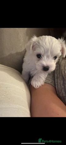 Maltese dogs - Advert 16