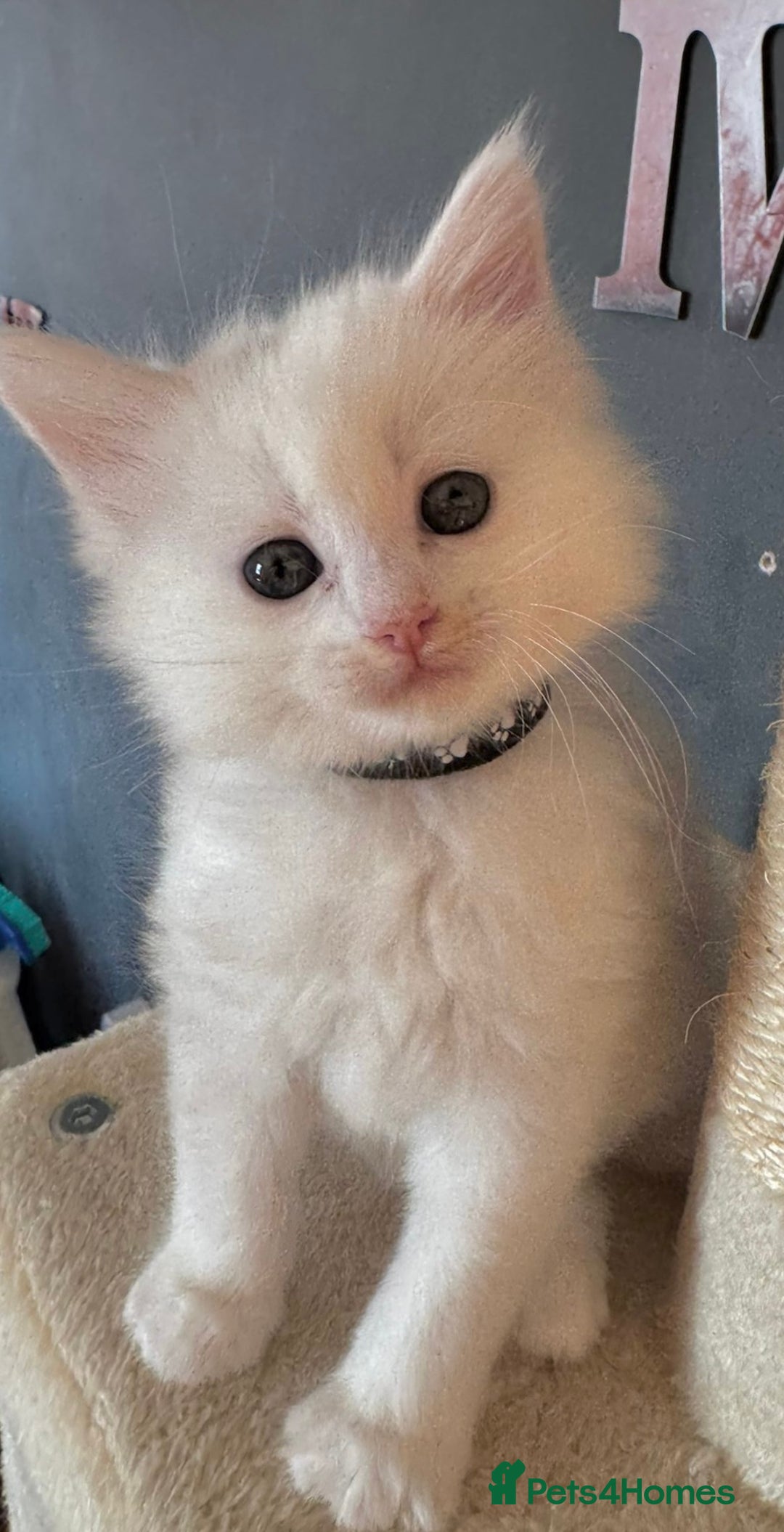Mixed Breed cats for sale: Stunning Ragdoll x Maine Coon Kittens - Advert 14