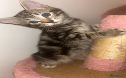 British Shorthair cats for sale: 1 Females kitten  - Advert 4