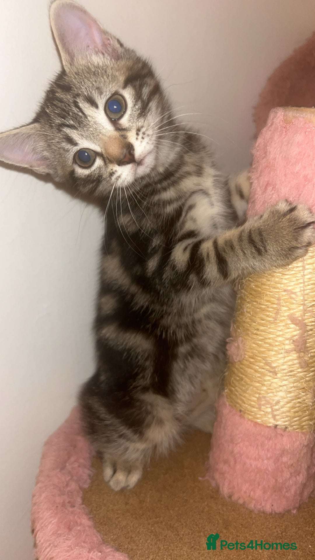 British Shorthair cats for sale: 1 Females kitten  - Advert 4