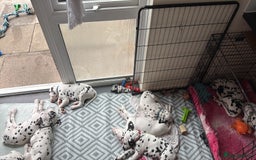 Dalmatian dogs for sale: Antbowdals Strong British Pedigree Dalmation pups - Image 20