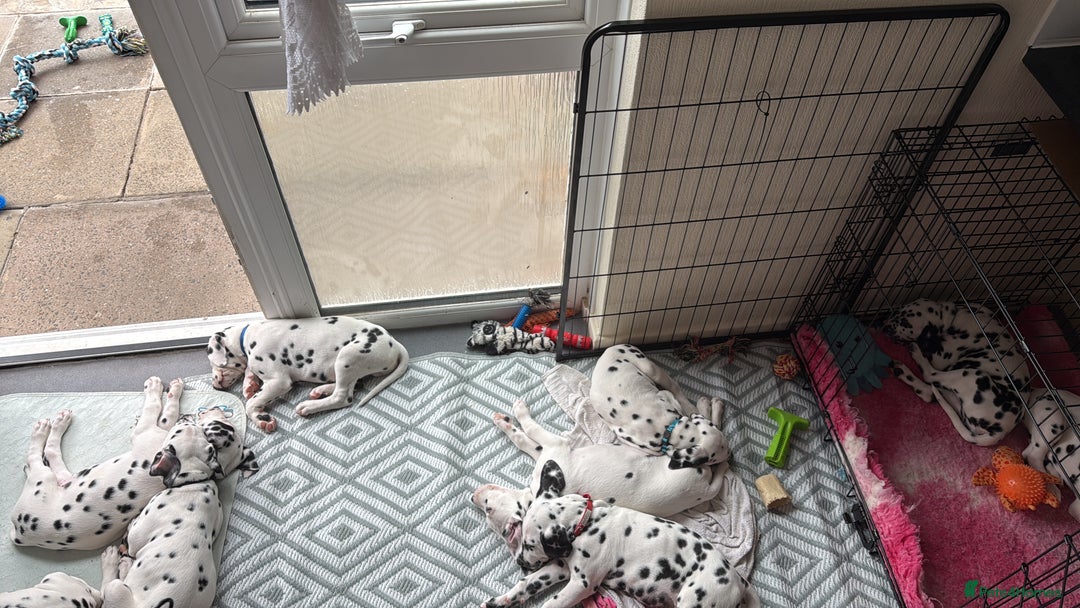 Dalmatian dogs for sale: Antbowdals Strong British Pedigree Dalmation pups - Image 20