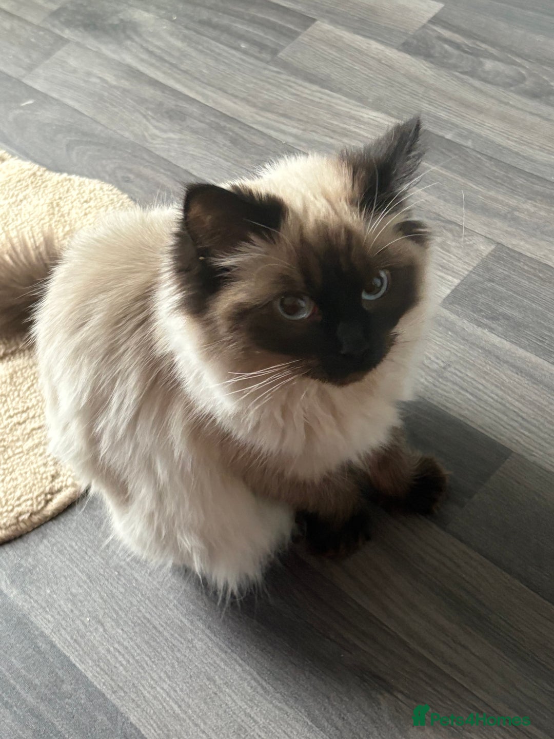 Ragdoll cats for sale: Called Skye - Ragdoll  - Advert 3