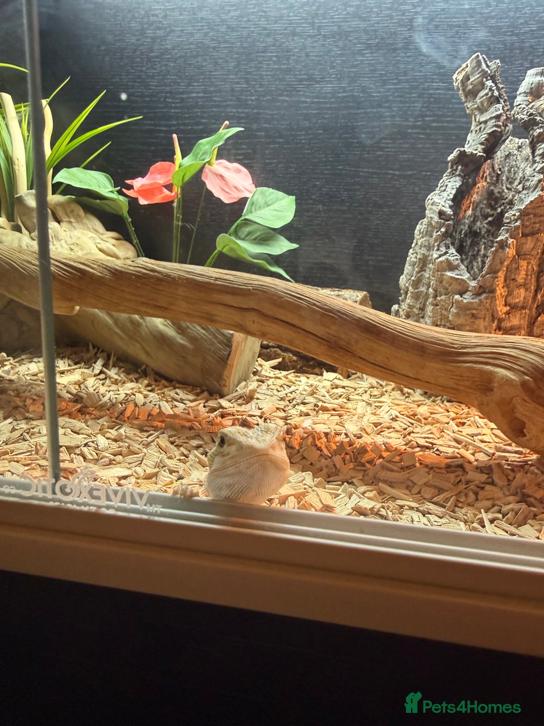Bearded Dragon reptiles for sale: Baby bearded dragon with full set up  - Image 3