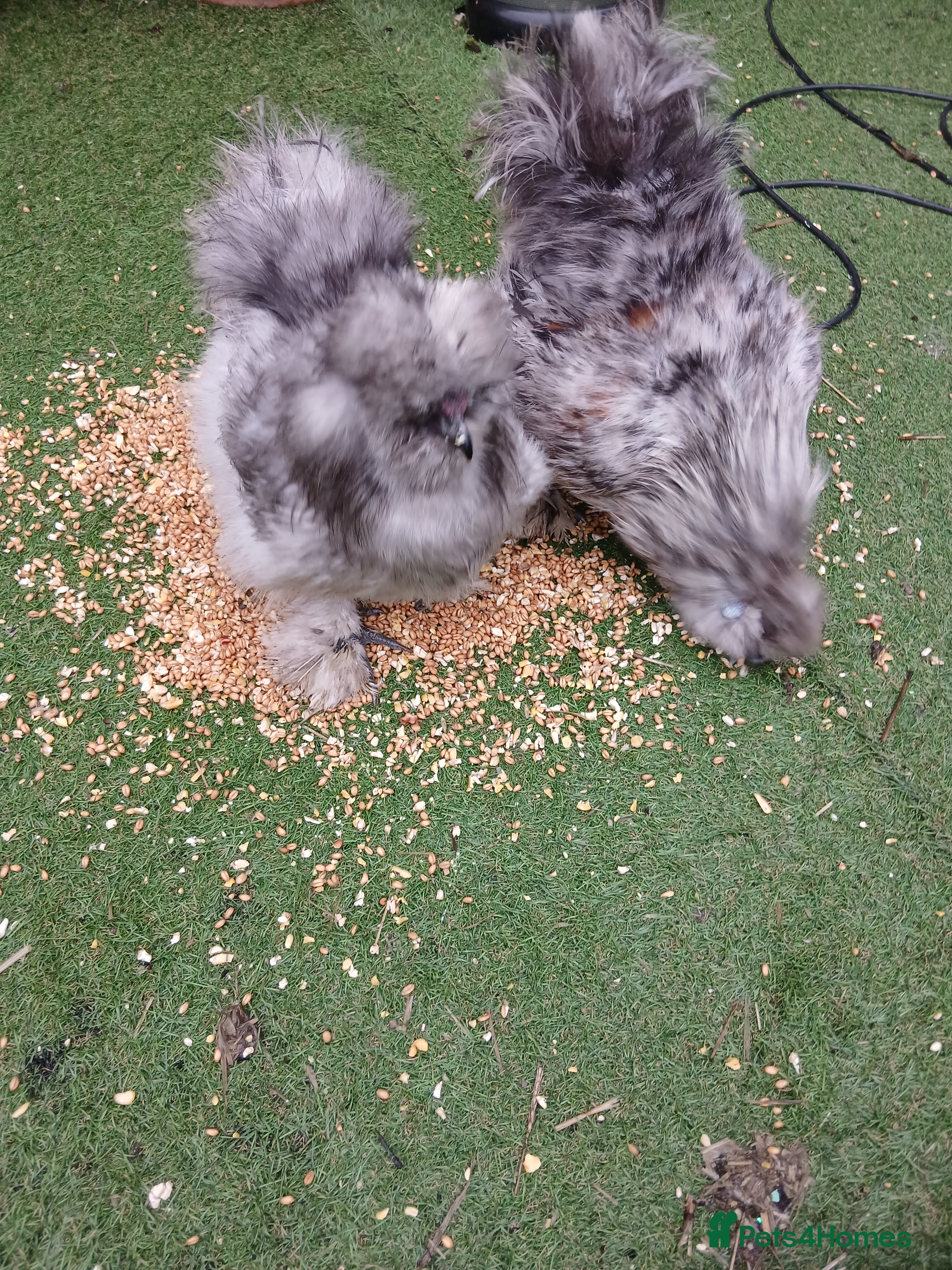 Chickens poultry Silkie chickens  - Advert 2