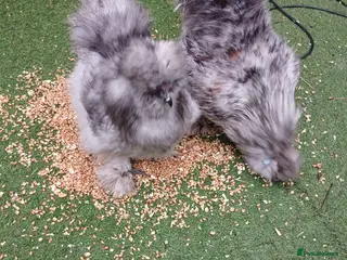 Chickens poultry Silkie chickens - Advert 2