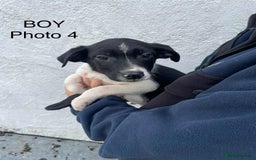 Smooth Collie dogs for sale: Collie pups - Image 4