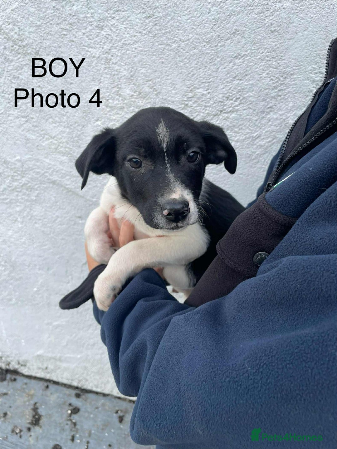 Smooth Collie dogs for sale: Collie pups - Image 4