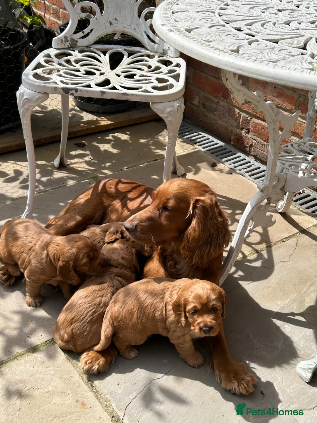 Cocker Spaniel dogs for sale:  Pedigree Working workingCocker Spaniel  - Advert 2