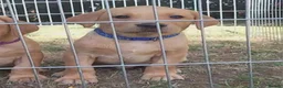 Labrador Retriever dogs for sale: Fox red Labrador puppies - Advert 2