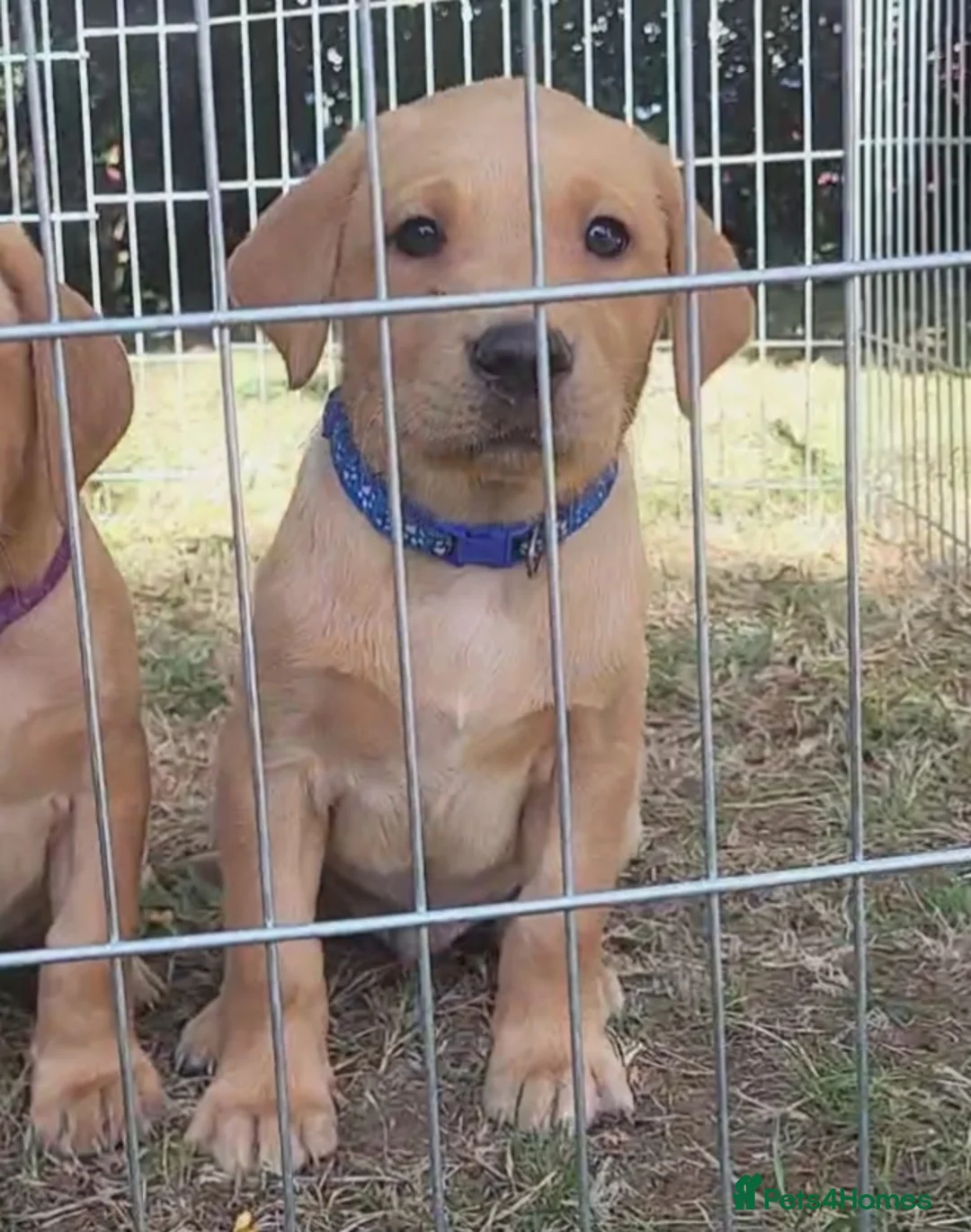 Labrador Retriever dogs for sale: Fox red Labrador puppies - Advert 2