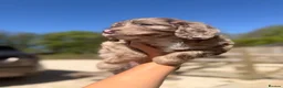Sproodle dogs for sale: Outstanding Rare F1 Sproodle Puppies for sale  - Advert 6