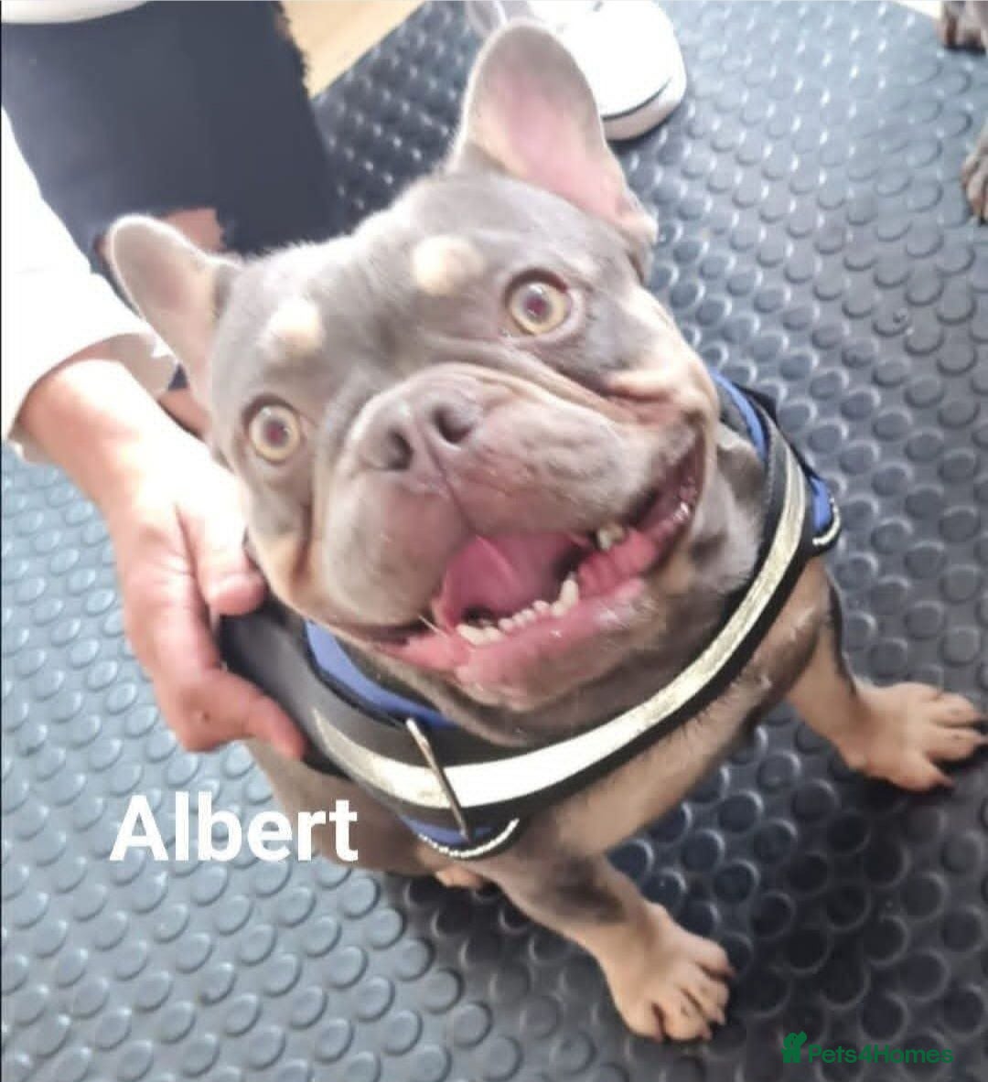 French Bulldog dogs for stud: Top Quality Stud RAMSGATE 🎯🎯 KC registered💣💣  in Ramsgate - Advert 3