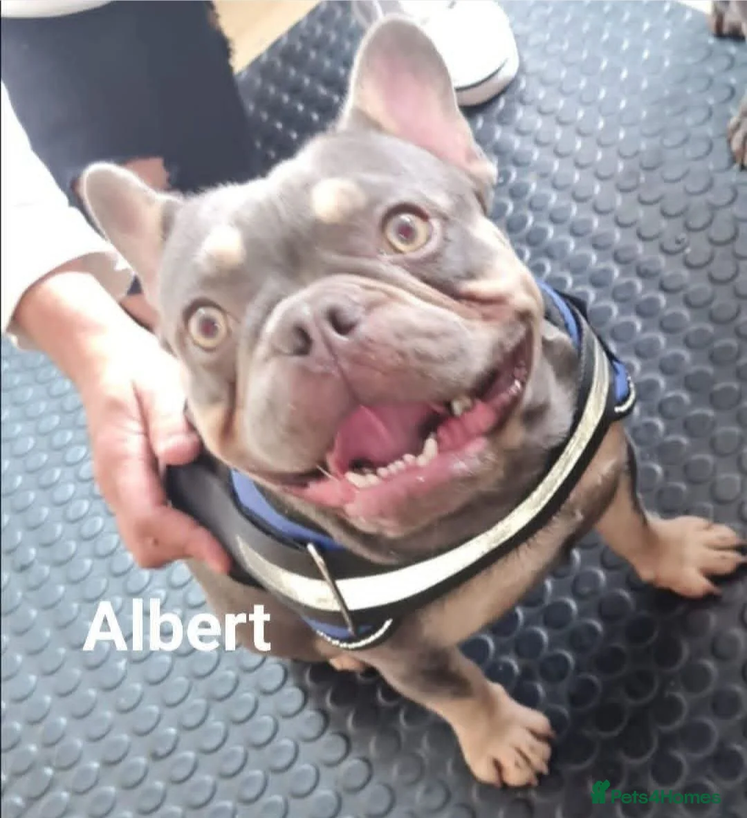 French Bulldog dogs for stud: Top Quality Stud RAMSGATE 🎯🎯 KC registered💣💣  in Ramsgate - Advert 3