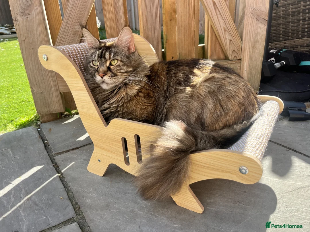 Maine Coon cats for sale: 5 Beautiful half Maine coon kittens  in Aldershot - Advert 38