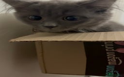Mixed Breed cats for sale: Sweet Female Cats: Silver Tabby & Grey Longhair - Image 8