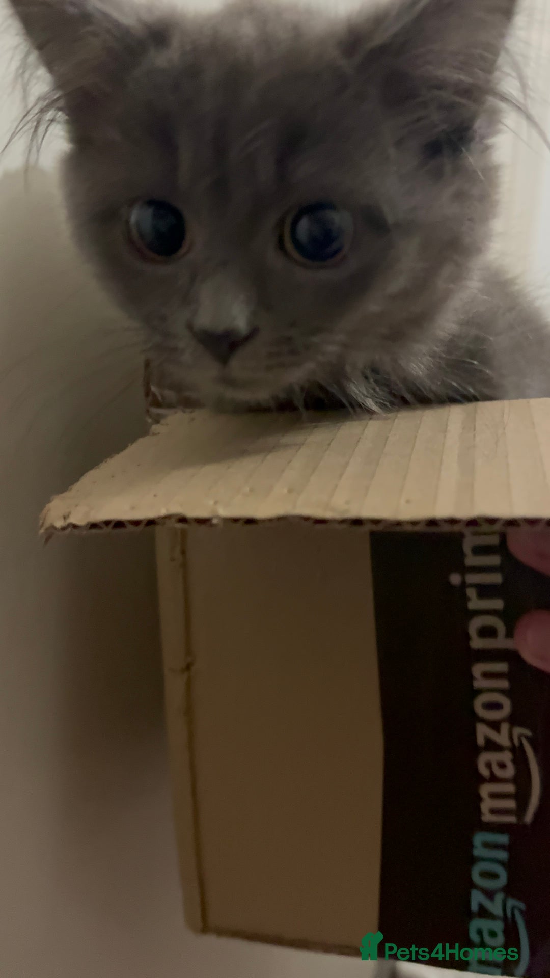 Mixed Breed cats for sale: Sweet Female Cats: Silver Tabby & Grey Longhair - Image 8