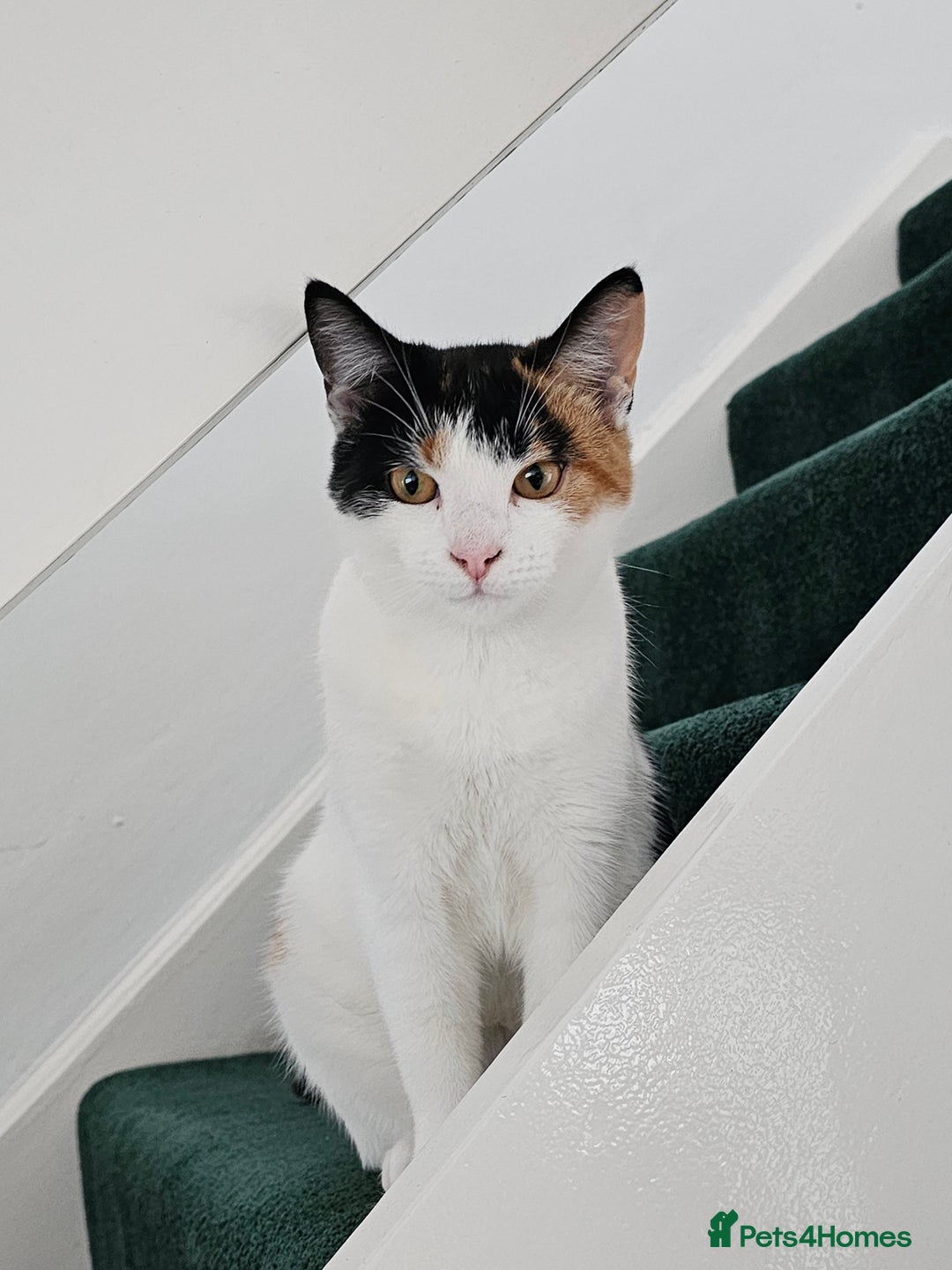 Domestic Shorthair cats for sale: Winky - Calico Cat - Female - Advert 4