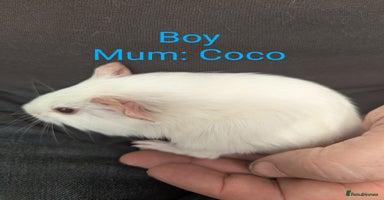 Guinea Pig rodents - Advert 10
