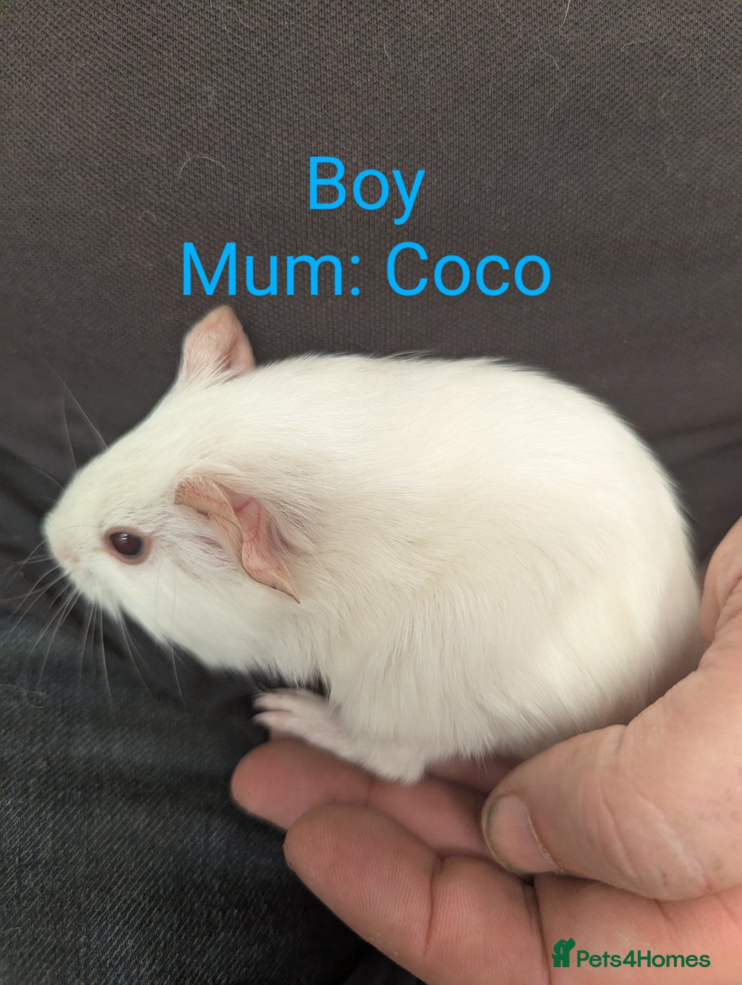 Guinea Pig rodents for sale: Stunning baby guinea pigs! Lunkarya/Abyssinian/sh  - Image 2