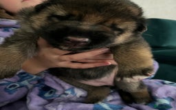 German Shepherd dogs for sale: Beautiful Straight Back German Shepherd  - Image 6