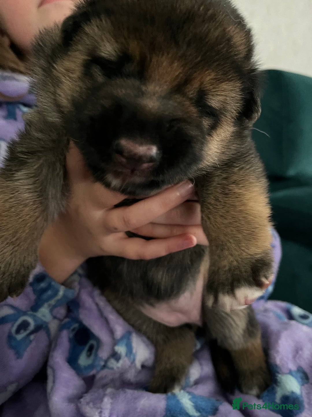 German Shepherd dogs for sale: Beautiful Straight Back German Shepherd  - Image 6