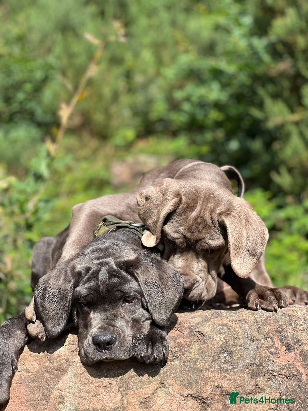 Cane Corso dogs for sale: Pure bred cane corso pups (lilac & grey) - Image 5