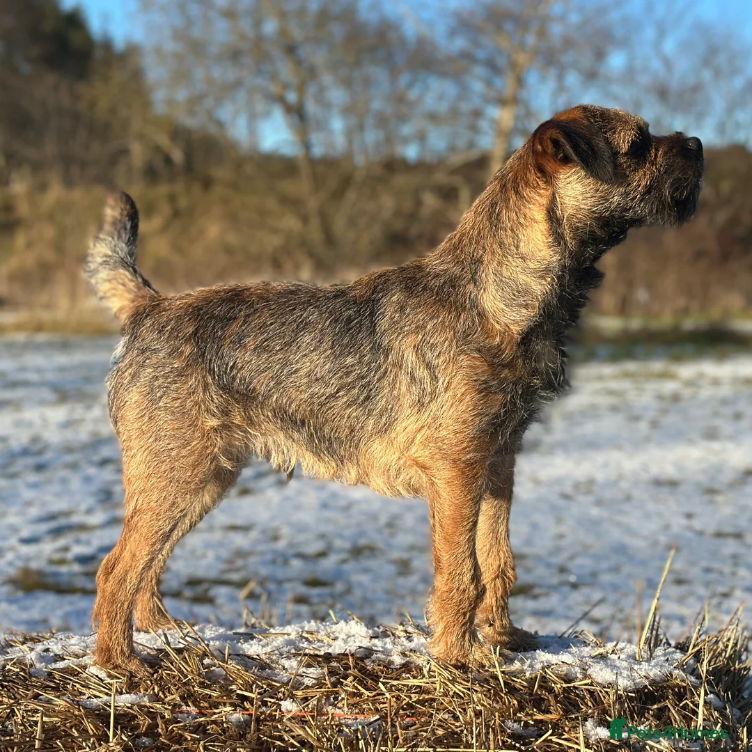 Border Terrier dogs for stud: SLEM Clear - KC Registered Stud Dog in Laurencekirk - Advert 3