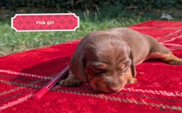 Miniature Dachshund dogs for sale: 5 beautiful chocolate and tan miniature dachshunds - Image 9
