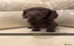 Cocker Spaniel dogs for sale: Cocker spaniel puppies  - Image 2