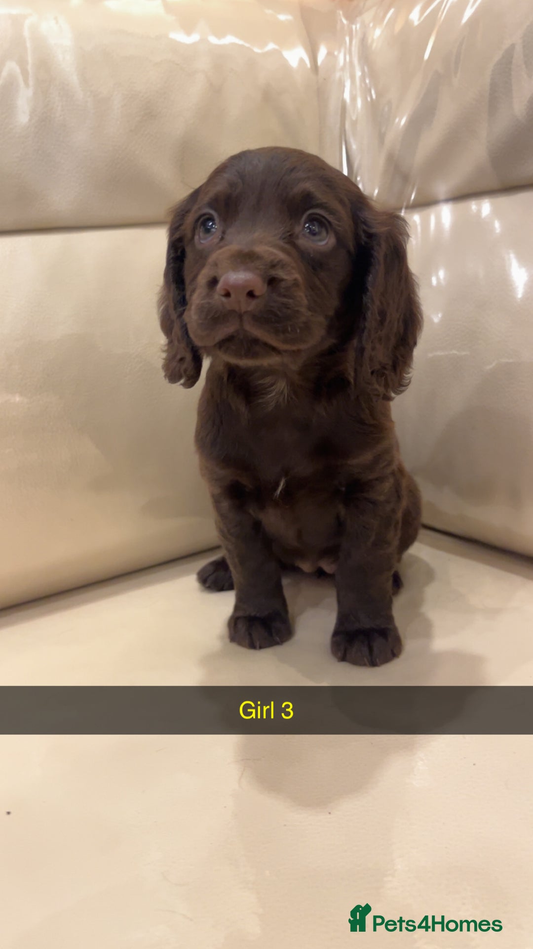 Cocker Spaniel dogs for sale: Cocker spaniel puppies  - Image 2