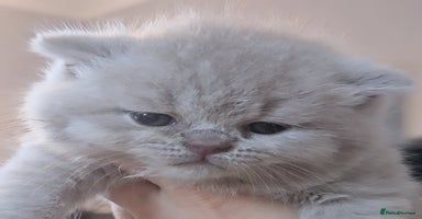 British Shorthair cats - Advert 4