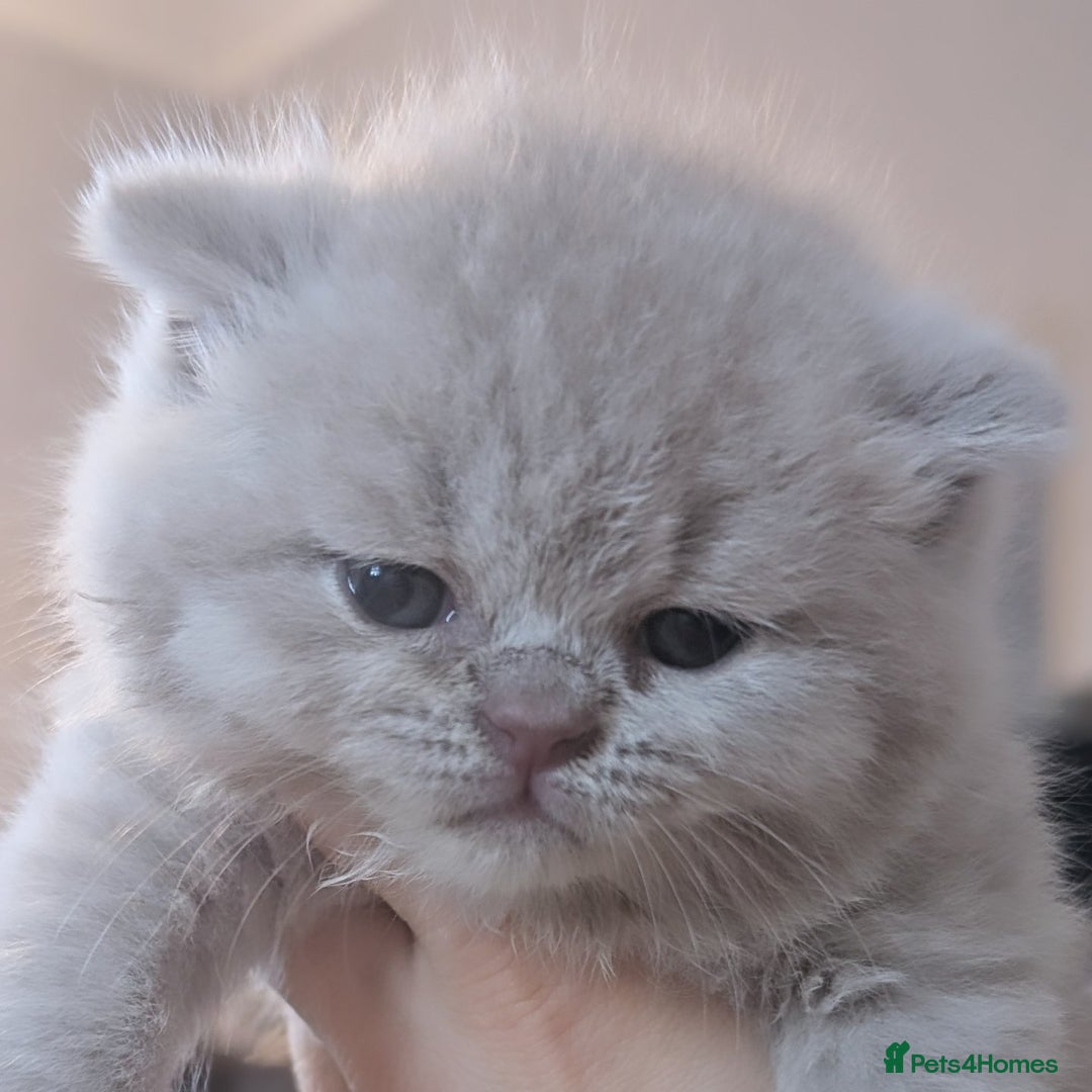 British Shorthair cats for sale: Best quality Gccf registered lilac kittens  - Image 17