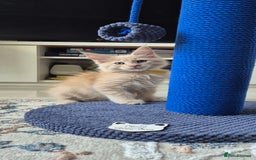 Maine Coon cats for sale: Maine Coon kittens Glasgow  - Image 20
