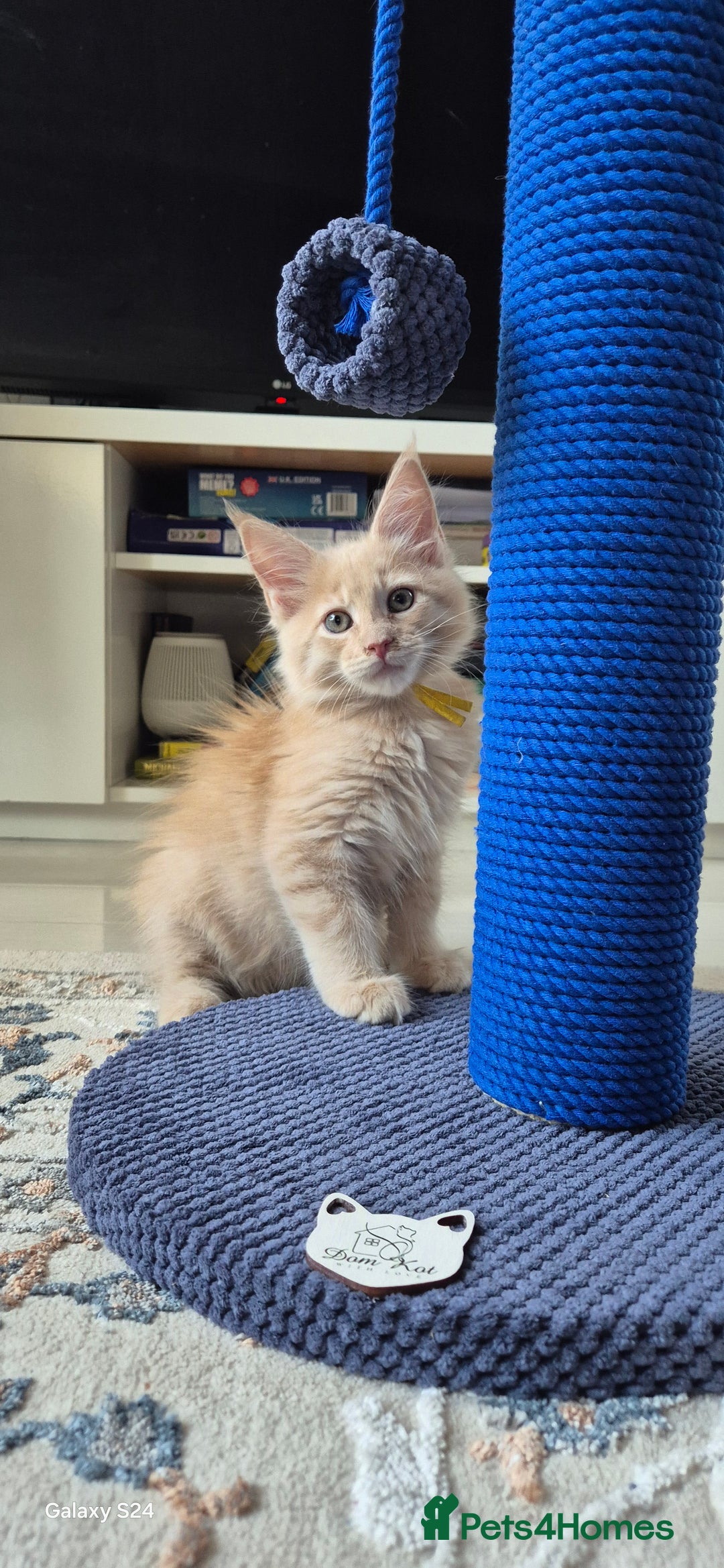 Maine Coon cats for sale: Maine Coon kittens Glasgow  - Image 20