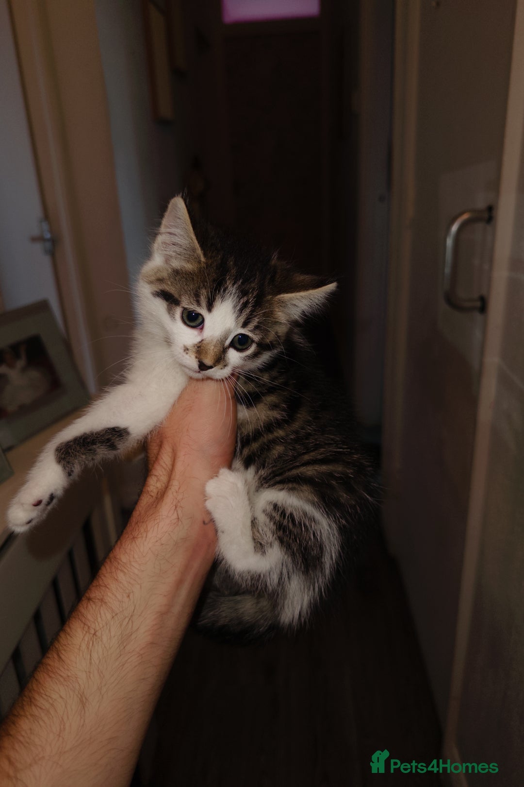 American Shorthair cats for sale: American Shorthair elegance times five ✨ - Image 5