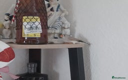 Finches birds for sale: Free Australian Finches - Image 3