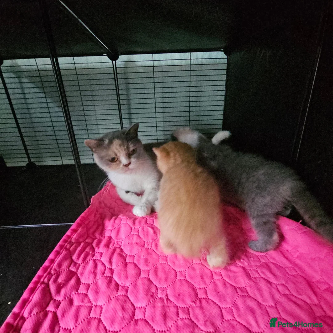 British Shorthair cats for sale: Ready for new home GCCF registered ACTIVE British  - Advert 1