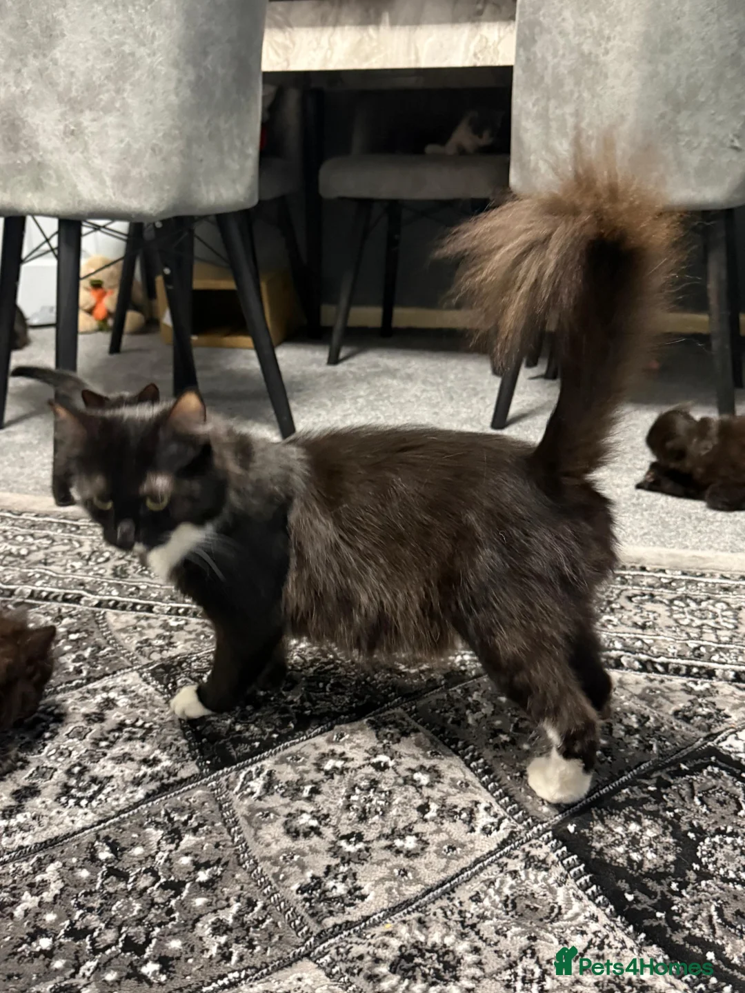 Mixed Breed cats for sale: Maine Coon X British Shorthair kittens  - Advert 23