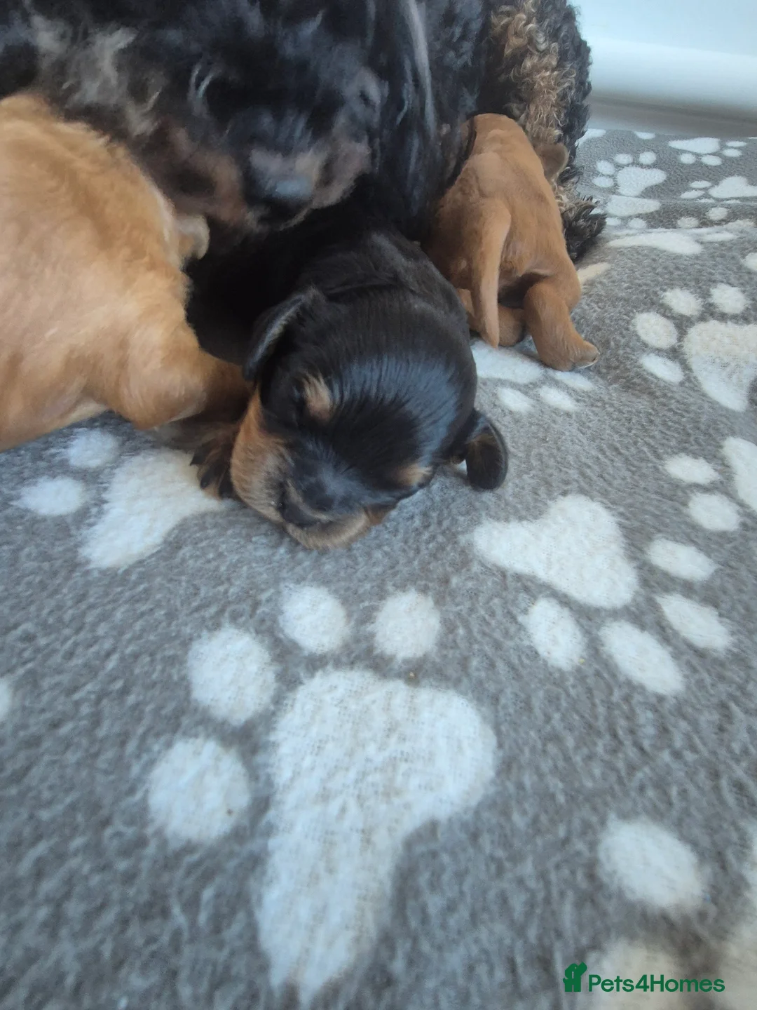 Cavapoo dogs for sale: Cavapoo puppies for sale in Nantwich - Advert 2