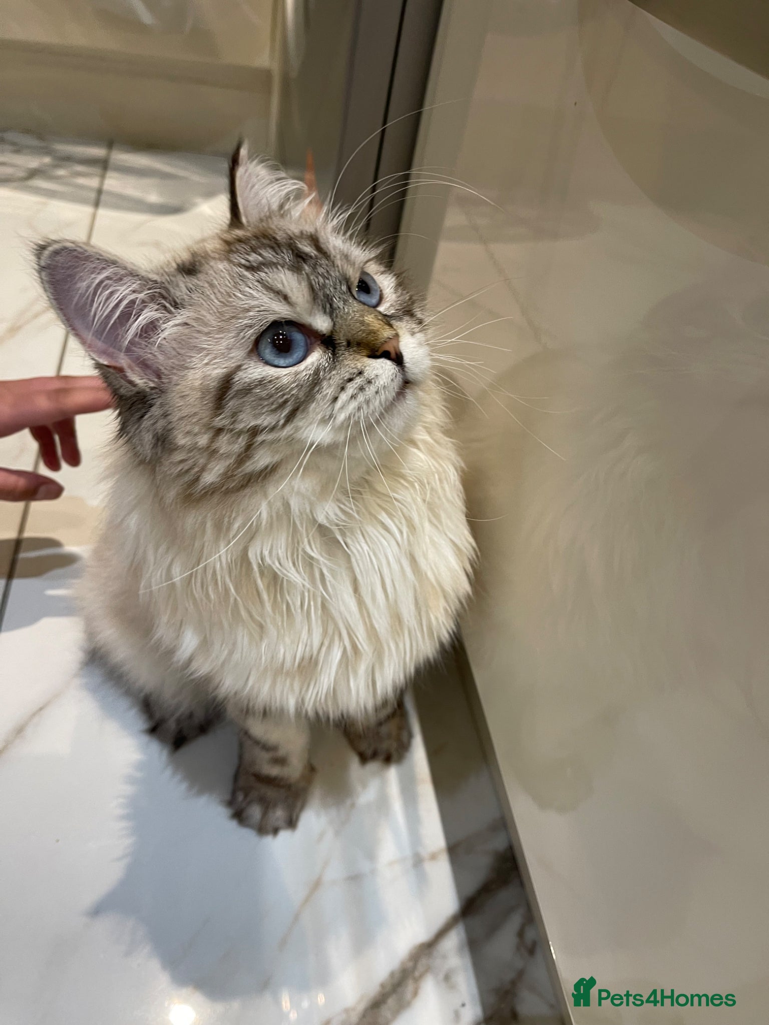 Siberian cats Coco–Stunning Siberian Female, 9 Months Old - Advert 2