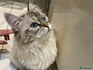 Siberian cats Coco–Stunning Siberian Female, 9 Months Old - Advert 17