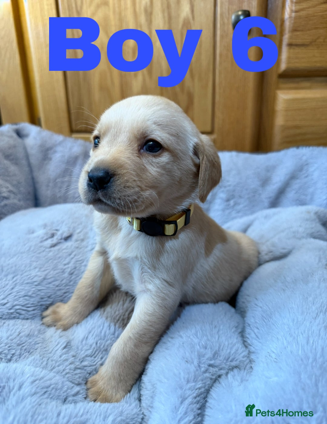 Labrador Retriever dogs for sale: Lovely Purebred Labrador Puppies - Advert 9