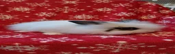 Lionhead rabbits for sale: READY Loinhead babys 1buck 1 doe left - Advert 6