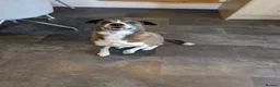 Mixed Breed dogs for sale: Rehome - Advert 2